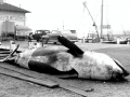 339-killerwhale
